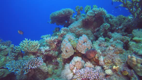 Tropical Reef Moray