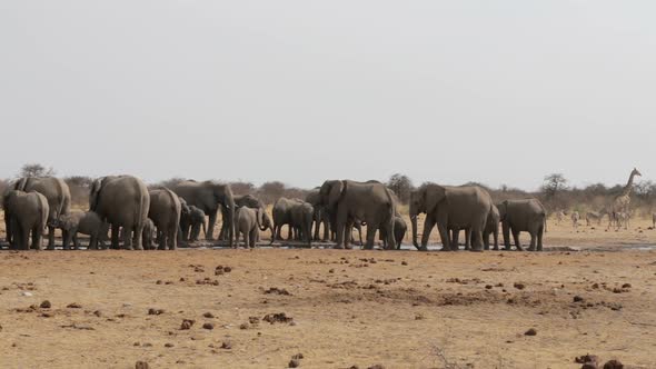 Elephants drinking at waterhole, Hwange, Africa wildlife