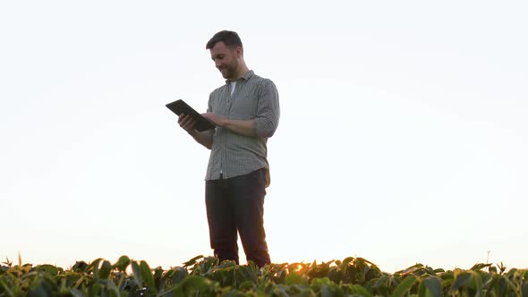 Farmer Working on Soybean Plantation Examining Crop Development on Tablet