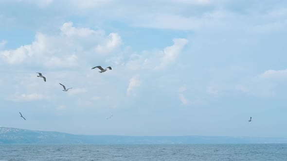 Seagulls Above the Sea