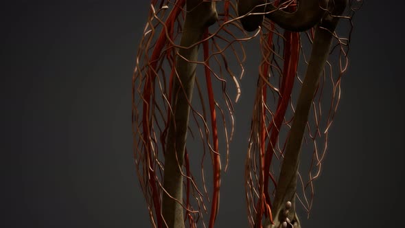 Human Body Blood Vessel Anatomy alt