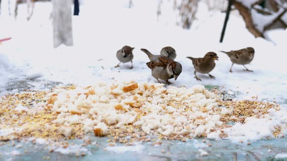 A Few Hungry Gray Little Sparrows or Passer Domesticus Fly Jump and Peck Seed Feed