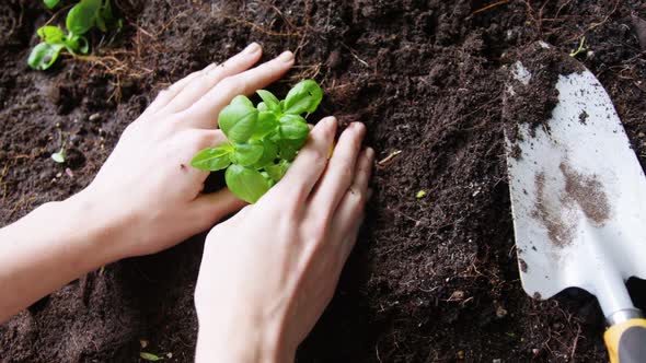 Woman planting saplings in soil