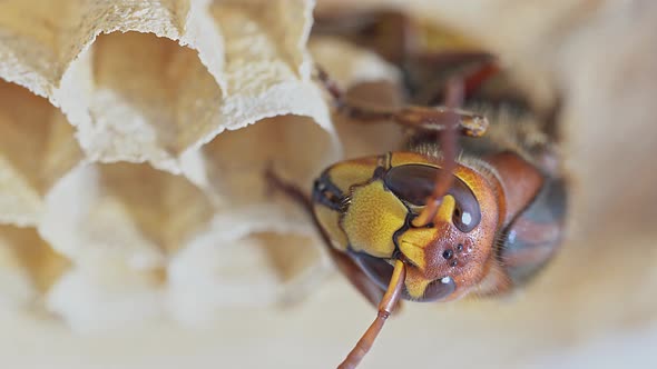 Detail of a hornet (insects in the genus Vespa)