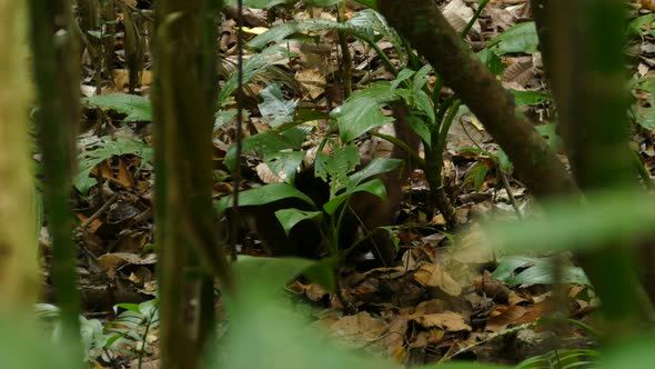 A coati searching for food in Gamboa Rainforest Reserve, Panama, tracking medium shot