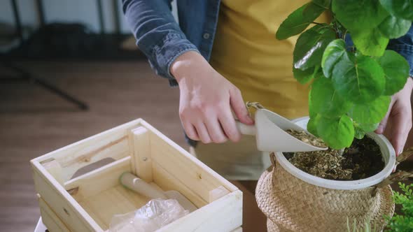 male hand close up planting and feeding soil fertilizer to indoor plant