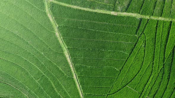 Aerial view of rice terraces. Landscape from drone. Agricultural landscape from the air. Rice terrac