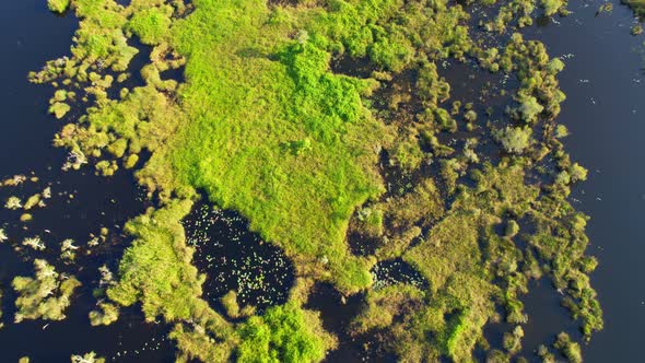 wetlands with various trees represent the integrity of the forest.