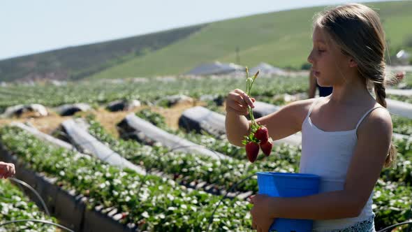 Girls holding strawberries in the farm 