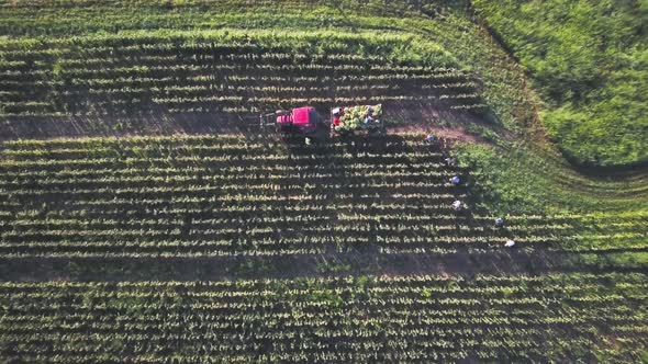 Aerial straight down of tractor and corn wagon in corn field with workers on a summer morning.