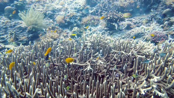 Coral Reef with Fish Underwater. Leyte, Philippines