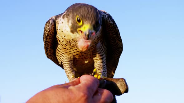 Man feeding falcon eagle on his hand