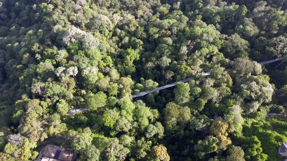 Aerial view rotate look down tree top walk