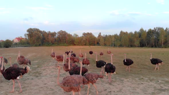 Flock of Ostriches Walking on Meadow at Countryside Farm