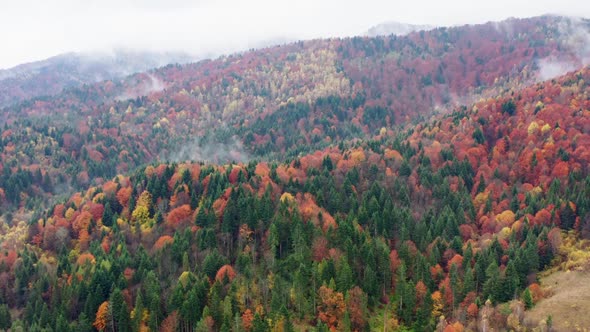 Vivid autumn natural landscape. Among mountains and colorful trees with mist above