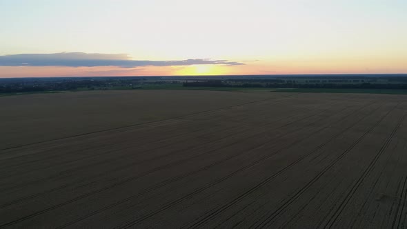 Aerial View Over a Wheat Field During Sunset or Sunrise Drone Shot Landscape