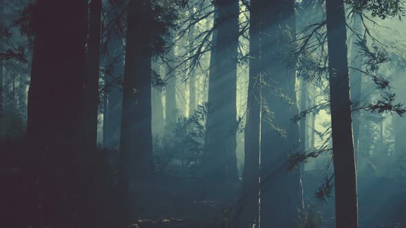 Black Tree Trunk in a Dark Pine Tree Forest