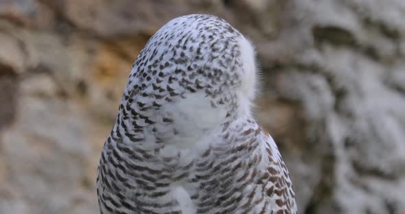 Snowy Owl Bubo Scandiacus Is a Large, White Owl of the True Owl Family