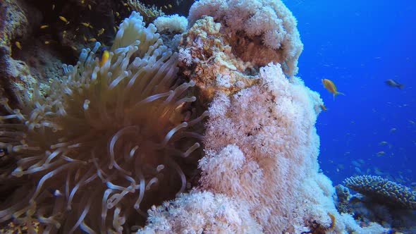 Tropical Underwater Reef Clownfish