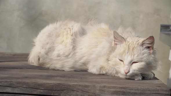 Homeless White Cat Lies on a Shabby Chair on the Street