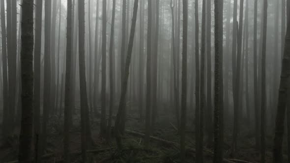 Thick fog dominates an eerie empty stand of evergreen trees, aerial fpv