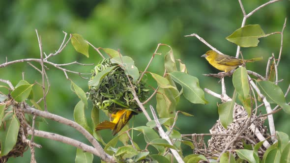 Male Weaver Bird Building a Nest in A Tree 