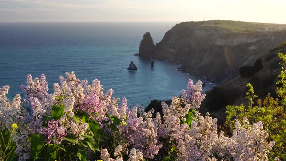 Blooming Branches of Lilac Against the Blue Sky on Sunset Over the Sea with Rocky Volcanic Cliff