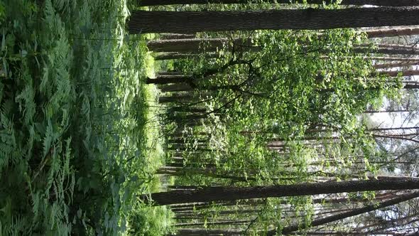 Vertical Video of Forest Landscape in Summer Slow Motion