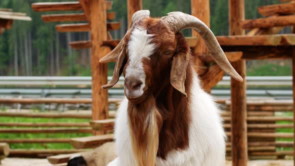 A beautiful shaggy mountain goat of white-brown color looks into the frame and chews the grass