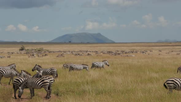 Lots of Zebras in Serengeti National Park Tanzania