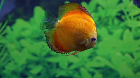 Aquarium Fish (4K)