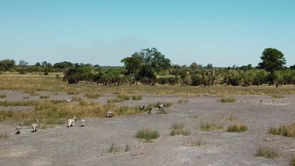 Aerial Fly Over View of a Large Herd  Lechwe Antelope,  Springbok and Zebras, Herd of Cape Buffalo G