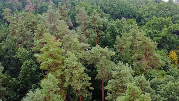 Forest aerial drone view. Aerial view from flying drone of green trees