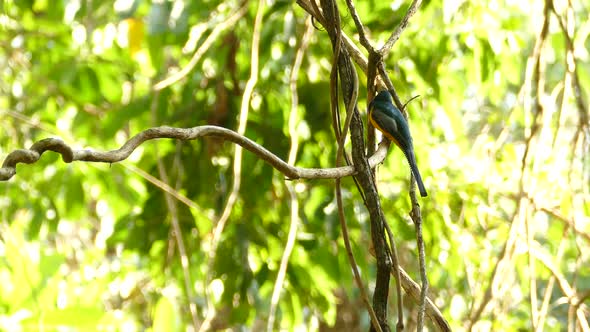 Peaceful realtime clip of a Golden and Blue tropical bird in Panama, sitting on a branch in a bright