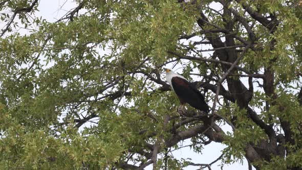 African fish eagle in a tree at Khaudum National Park