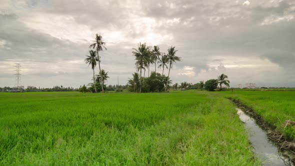 Timelapse of nature coconut tree with paddy field.