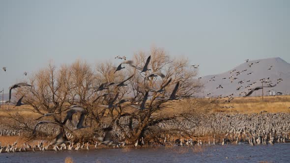 Huge flock of Sandhill Cranes flying away from tree. Hundreds of birds, sandhill cranes, fly over gr