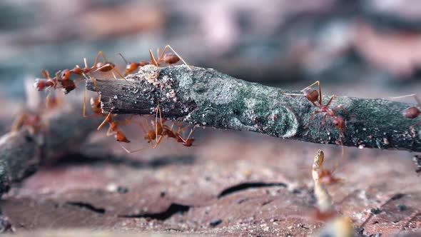 Weaver Ant Colony Exploring a Twig