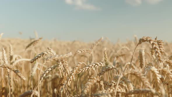 Wheat field, ears of wheat swaying from the gentle wind. Golden ears are slowly swaying in the wind