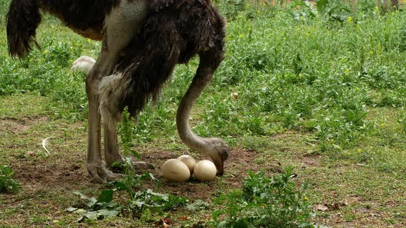 Ostrich farm. An ostrich sits on a nest hatches offspring eggs.