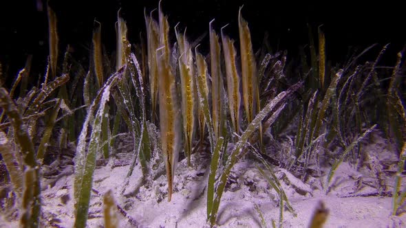 Speckled Shrimpfish