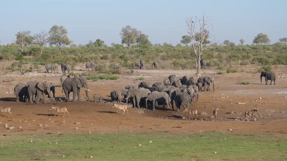 Herd of African Bush elephants and roan antelope standing at a dry waterhole