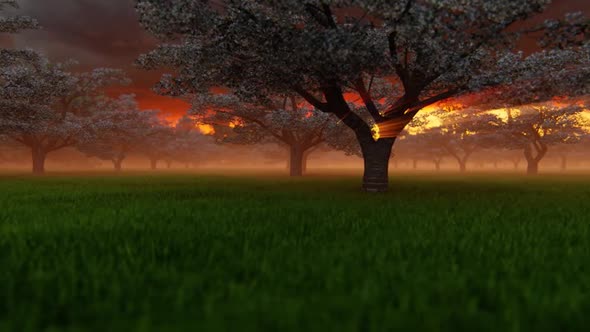 Japanese Cherry Garden