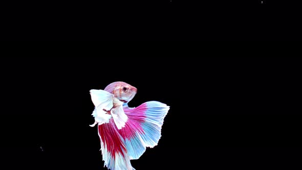 Siamese fighting fish (Betta splendens)