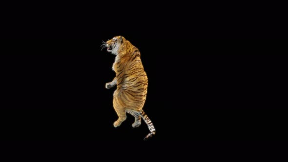 67 Tiger Dancing 4K