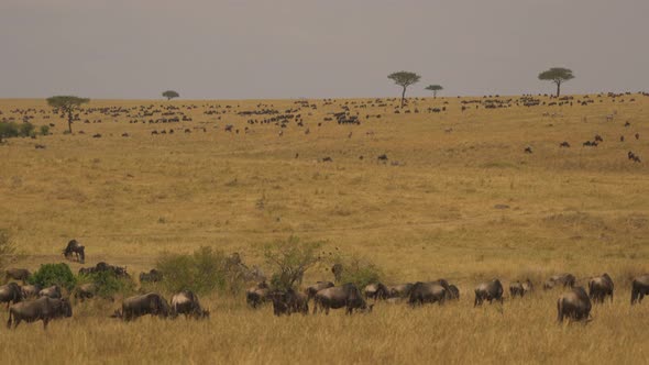 Wildebeests and zebras on the savannah