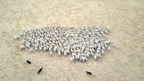 Trained sheepdogs working hard at herding flock of sheep on large commercial farm, birds eye view.