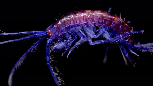 Amphipoda Eulimnogammarus Czerskii Under the Microscope, Family Eulimnogammaridae, Endemic Species