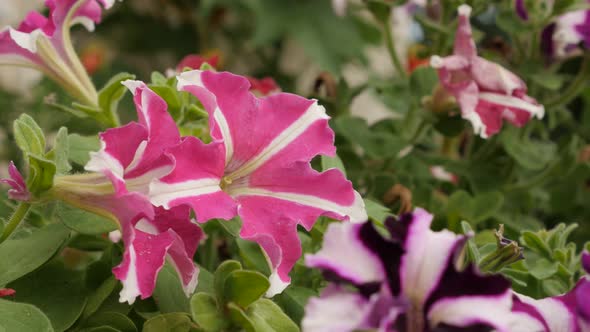 Petunia flower petals  close-up 4K 2160p 30fps UltraHD footage - Beautiful bicolor hybrid plant in t