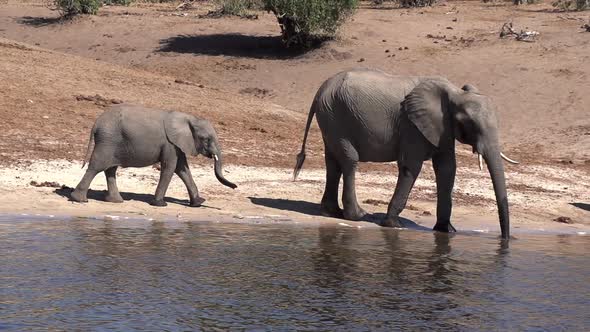 Herd of Elephants At The River